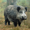 Verwüstet ein Wildschwein einen bayerischen Acker, kann der geschädigte Landwirt das jetzt auf einer Online-Plattform dokumentieren. 