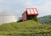 Das IÖW geht der Frage nach, wie die Biomassenutzung die regionale Wirtschaft beeinflusst.