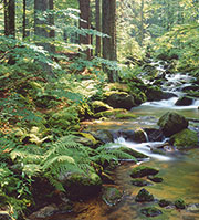 Biotope im sächsischen Wald lassen sich dank eines Online-Kartendienstes jetzt per Mausklick lokalisieren.