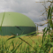 Der Zubau von Biogasanlagen liegt mit 19 MW im Jahr 2015 weit unter dem von der Bundesregierung eingeführten 100-MW-Deckel.
