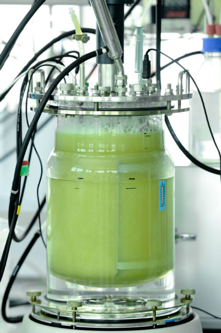 Bioreaktor: Archaeen verwandeln Wasserstoff in Biomethan.