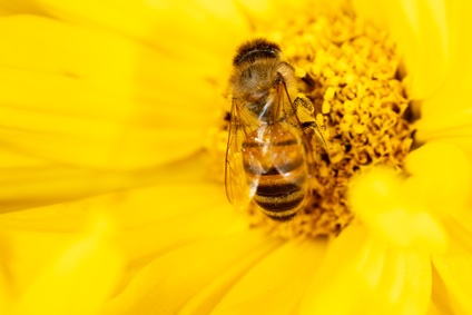 Geodaten-Auswertung hilft Kommunen, passende Flächen zu finden, die als Blühstreifen Bienen Nahrung bieten können. 