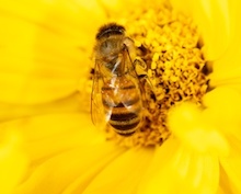 Geodaten-Auswertung hilft Kommunen, passende Flächen zu finden, die als Blühstreifen Bienen Nahrung bieten können. 