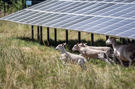 So wie im baden-württembergischen Zwiefaltendorf sollen später auch rund um die EnBW-Solargroßprojekte in Brandenburg Schafe weiden.