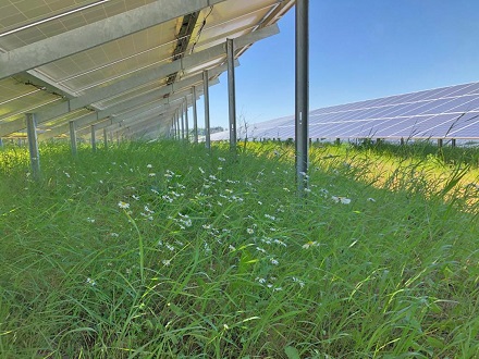 Die Stadtwerke Trier und WI Energy wollen mittels PPA-Verträgen mehr Sonnenenergie produzieren.