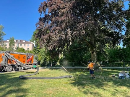 Konstanz: Auch im Erdreich rund um die Blutbuche im Stadtgarten wurden Sensoren eingebracht, die Daten zum Wasserbedarf des Baums liefern.