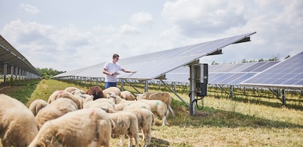 Die evm betreibt Solarparks unter anderen in Görgeshausen, wo Mitarbeiter Martin Satony die Anlage kontrolliert. Die Schafe werden als natürliche Rasenmäher eingesetzt.