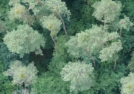 Drohnen-KI-Projekt BaKIM erkennt Mistelbefall im Wald (hellgrüne Kronen) jetzt automatisch.