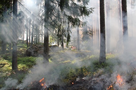 Ein smartes Frühwarnsystem kann dabei helfen, Waldbränden vorzubeugen.